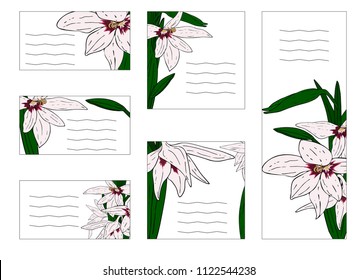 Gladiolus murielae scrapbooking set with visit card and greeting templates, hand drawn