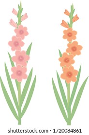 Gladiolus is a name derived from the ancient Roman sword.