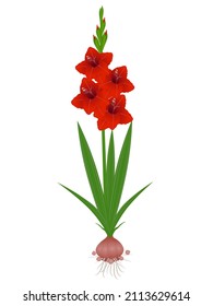 Gladiolus plant with roots on a white background.