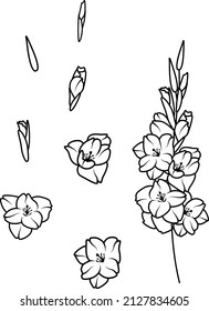 Gladiolus simple doodle floral illustrations, August birth month flower