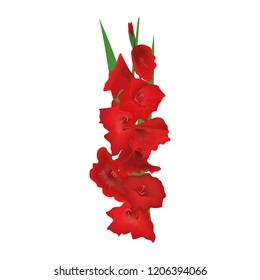 Gladiolus or sword lily flower. Vector illustration. red, pink crimson bunch isolated