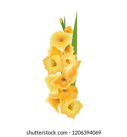 Gladiolus or sword lily flower. Vector illustration. yellow bunch isolated