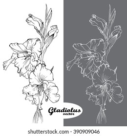 Gladiolus vector black and white flowers 