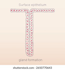 Gland formation from surface epithelium of human physiology histology illustration vector