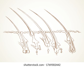 Gland pore organ biology phase scheme isolated on white paper text. Line black hand drawn laser dermal medulla cortex hormone beauty logo sign design in modern art cartoon style. Close up section view