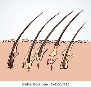 Gland pore organ biology phase scheme isolated on white paper text. Line black hand drawn laser dermal medulla cortex hormone beauty logo sign design in modern art cartoon style. Close up section view