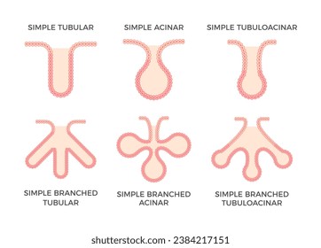 Etelio glandular. Tipos de tejido epitelial. Sencillo epitelio tubular, acinar y tubuloacinar glandular. Producen y liberan diferentes productos de secreción en las glándulas. Ilustración vectorial. 