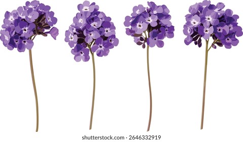 Glandularia morada, margarita morada, Verbena violeta, Glandularia tenera, frontal isolada, flores silvestres, buquê de jardim, plantas com flores, flora ornamental, ilustração vetorial.