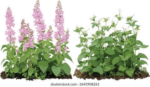 Glandularia tenera e Lamium maculatum isolados, elementos botânicos, plantas da floresta, coleção de flores silvestres, vegetação exterior, ilustração vetorial.