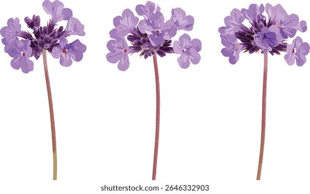 Glandularia tenera, margarita morada, Verbena violeta, Glandularia morada, recorte isolado, arranjo floral, flores de jardim, plantas tropicais, ilustração vetorial, arte da natureza.