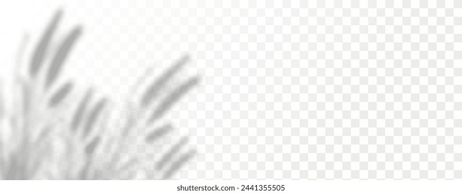 Glare from the sun's rays on the wall. Blurred shadows from leaves and plants in the room. Soft overlay of natural light. Abstract background for product presentation.Natural light layout.
