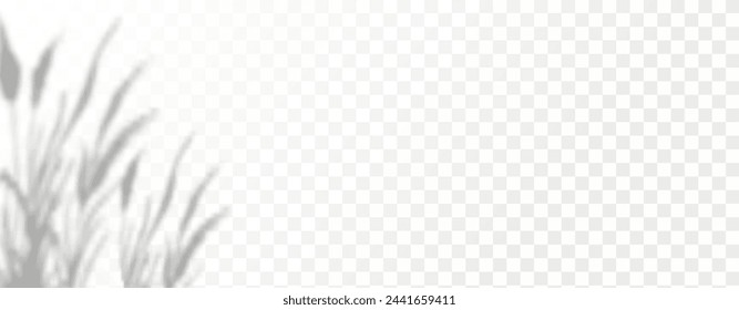 Glare from the sun's rays on the wall. Blurred shadows from leaves and plants in the room. Soft overlay of natural light. Abstract background for product presentation.Natural light layout.