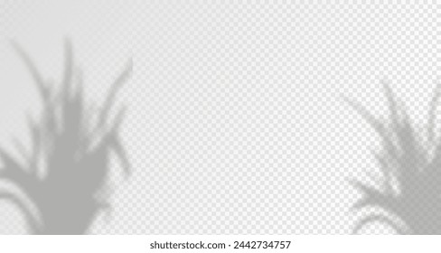 Glare from the sun's rays on the wall. Blurred shadows from leaves and plants in the room. Soft overlay of natural light. Abstract background for product presentation.Natural light layout.