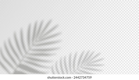 El resplandor de los rayos del sol en la pared. Sombras borrosas de hojas y plantas en la habitación. Superposición suave de la luz natural. Fondo abstracto para la presentación del producto.Diseño de luz natural.