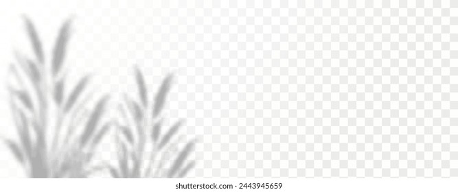 Glare from the sun's rays on the wall. Blurred shadows from leaves and plants in the room. Soft overlay of natural light. Abstract background for product presentation.Natural light layout.