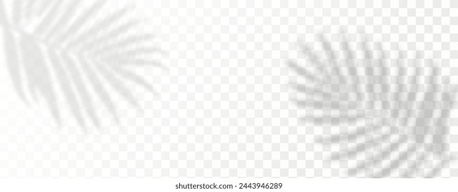 Glare from the sun's rays on the wall. Blurred shadows from leaves and plants in the room. Soft overlay of natural light. Abstract background for product presentation.Natural light layout.