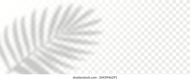 Glare from the sun's rays on the wall. Blurred shadows from leaves and plants in the room. Soft overlay of natural light. Abstract background for product presentation.Natural light layout.