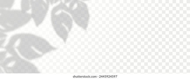 El resplandor de los rayos del sol en la pared. Sombras borrosas de hojas y plantas en la habitación. Superposición suave de la luz natural. Fondo Abstractas para la presentación del producto.Diseño de luz natural.