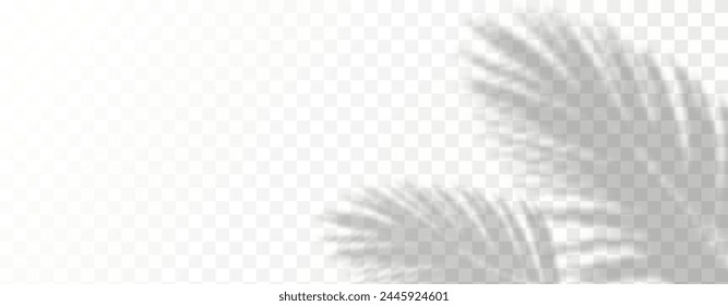 Glare from the sun's rays on the wall. Blurred shadows from leaves and plants in the room. Soft overlay of natural light. Abstract background for product presentation.Natural light layout.