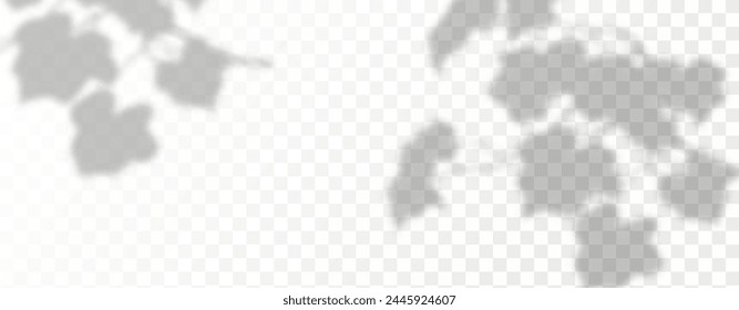Glare from the sun's rays on the wall. Blurred shadows from leaves and plants in the room. Soft overlay of natural light. Abstract background for product presentation.Natural light layout.