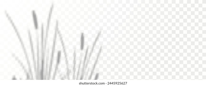 El resplandor de los rayos del sol en la pared. Sombras borrosas de hojas y plantas en la habitación. Superposición suave de la luz natural. Fondo Abstractas para la presentación del producto.Diseño de luz natural.