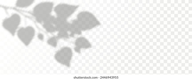 El resplandor de los rayos del sol en la pared. Sombras borrosas de hojas y plantas en la habitación. Superposición suave de la luz natural. Fondo Abstractas para la presentación del producto.Diseño de luz natural.