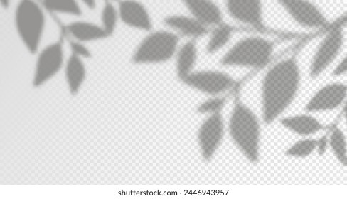 Glare from the sun's rays on the wall. Blurred shadows from leaves and plants in the room. Soft overlay of natural light. Abstract background for product presentation.Natural light layout.