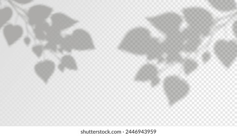 El resplandor de los rayos del sol en la pared. Sombras borrosas de hojas y plantas en la habitación. Superposición suave de la luz natural. Fondo Abstractas para la presentación del producto.Diseño de luz natural.