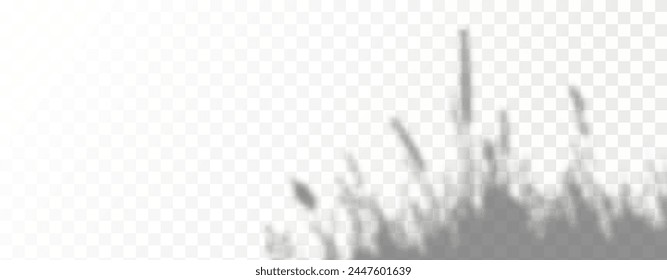 Glare from the sun's rays on the wall. Blurred shadows from leaves and plants in the room. Soft overlay of natural light. Abstract background for product presentation.Natural light layout.