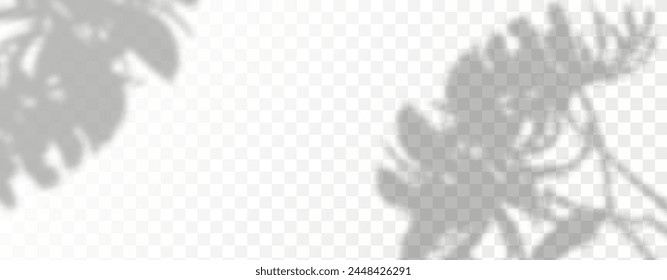 Glare from the sun's rays on the wall. Blurred shadows from leaves and plants in the room. Soft overlay of natural light. Abstract background for product presentation.Natural light layout.