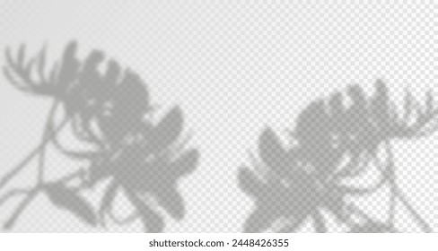 Glare from the sun's rays on the wall. Blurred shadows from leaves and plants in the room. Soft overlay of natural light. Abstract background for product presentation.Natural light layout.