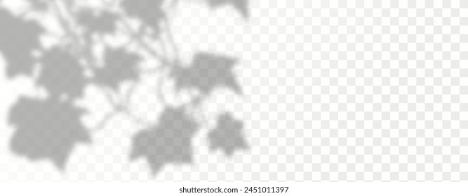 El resplandor de los rayos del sol en la pared. Sombras borrosas de hojas y plantas en la habitación. Superposición suave de la luz natural. Fondo Abstractas para la presentación del producto.Diseño de luz natural.