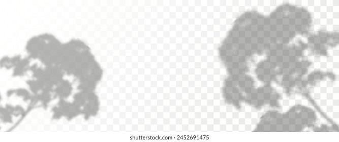 Glare from the sun's rays on the wall. Blurred shadows from leaves and plants in the room. Soft overlay of natural light. Abstract background for product presentation.Natural light layout.