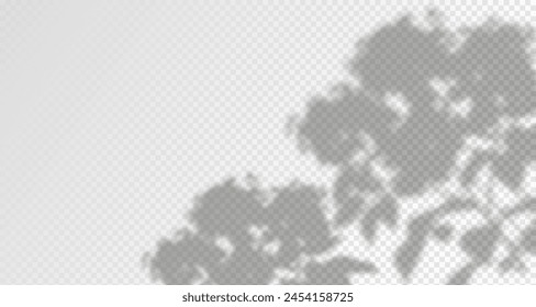 El resplandor de los rayos del sol en la pared. Sombras borrosas de hojas y plantas en la habitación. Superposición suave de la luz natural. Fondo Abstractas para la presentación del producto.Diseño de luz natural.