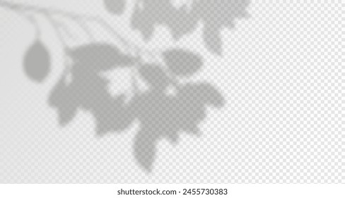 Glare from the sun's rays on the wall. Blurred shadows from leaves and plants in the room. Soft overlay of natural light. Abstract background for product presentation.Natural light layout.