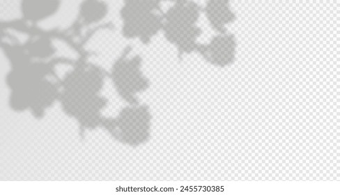 Glare from the sun's rays on the wall. Blurred shadows from leaves and plants in the room. Soft overlay of natural light. Abstract background for product presentation.Natural light layout.