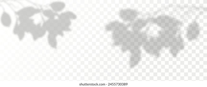 Glare from the sun's rays on the wall. Blurred shadows from leaves and plants in the room. Soft overlay of natural light. Abstract background for product presentation.Natural light layout.