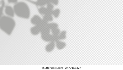 Glare from the sun's rays on the wall. Blurred shadows from leaves and plants in the room. Soft overlay of natural light. Abstract background for product presentation.Natural light layout.
