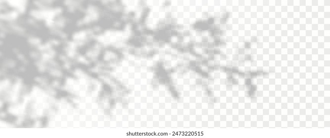 El resplandor de los rayos del sol en la pared. Sombras borrosas de hojas y plantas en la habitación. Superposición suave de la luz natural. Fondo Abstractas para la presentación del producto.Diseño de luz natural.