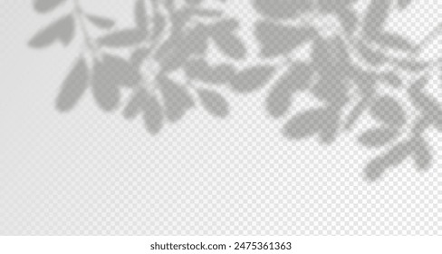 Glare from the sun's rays on the wall. Blurred shadows from leaves and plants in the room. Soft overlay of natural light. Abstract background for product presentation.Natural light layout.