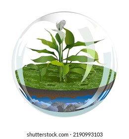 glass ball with ecological system