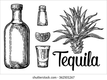 Glass and botlle of tequila. Cactus, salt and lime. Engraving vintage vector black illustration. Isolated on white background. Hand drawn design element for label and poster