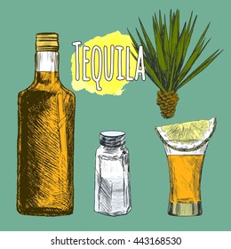 Glass and botlle of tequila. Cactus, salt and lime Hand drawn sketch set of alcoholic cocktails. Vector illustration