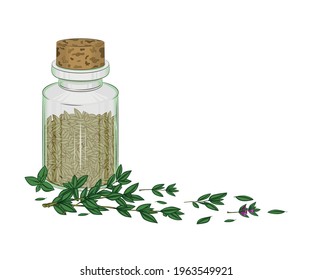 Glass bottle with dry thyme leaves. Next to the bottle are fresh branches and leaves of thyme. Close-up. Multi-colored image. There is a place for the test. Element for design. Vector illustration.