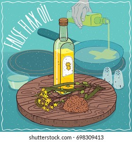 Glass bottle of False flax oil and Camelina sativa plant. Hand pouring oil on frying pan. Natural vegetable oil used for frying food. Vector illustration
