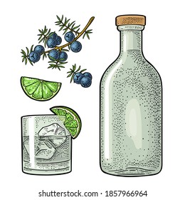 Glass, bottle gin and branch of juniper with berries. Vintage vector color engraving illustration for label, poster, web. Isolated on white background