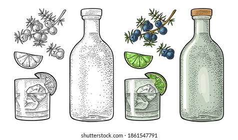Glass, bottle gin and branch of juniper with berries. Vintage vector color engraving illustration for label, poster, web. Isolated on white background