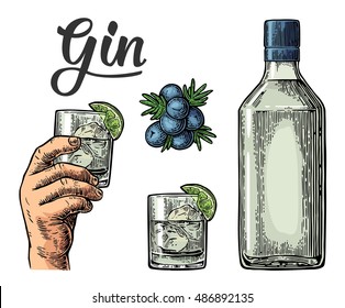 Glass and bottle of gin and branch of Juniper with berries. Vintage vector color engraving illustration for label, poster, web, invitation to party. Isolated on white background
