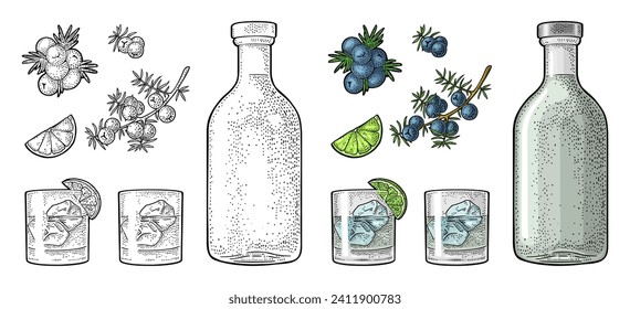 Glass, bottle gin, slice lime and branch of juniper with berries. Vintage vector color engraving illustration for label, poster, web. Isolated on white background