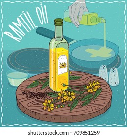 Glass bottle of Ramtil oil and Guizotia abyssinica plant. Hand pouring oil on frying pan. Natural vegetable oil used for frying food. Vector illustration